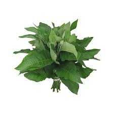 Bitter Leaf