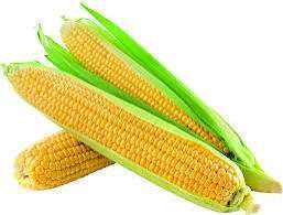 Sweet Corn - Fresh