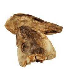 Stockfish Head