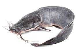 Catfish