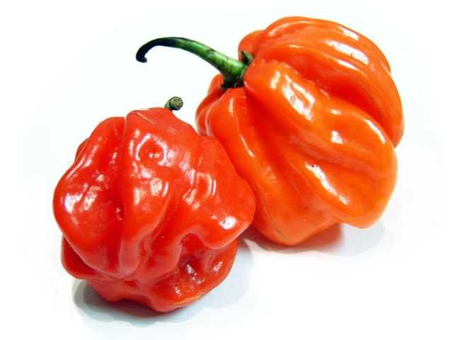 Scotch Bonnet (Atarodo)