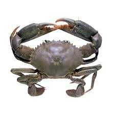 Crab