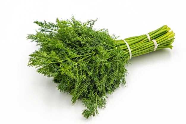 Dill Leaves