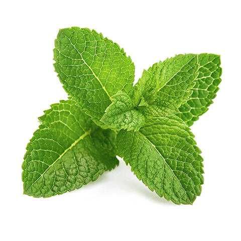 Mint Leaves