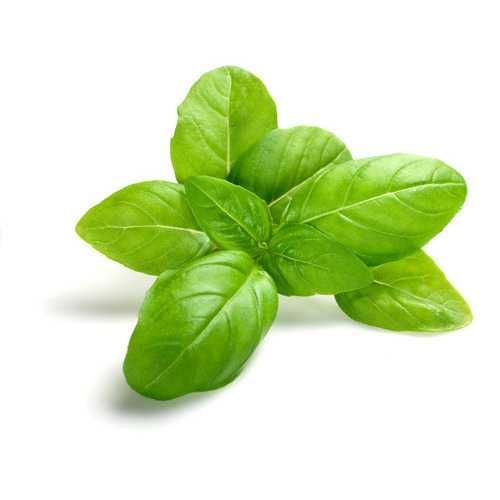 Basil