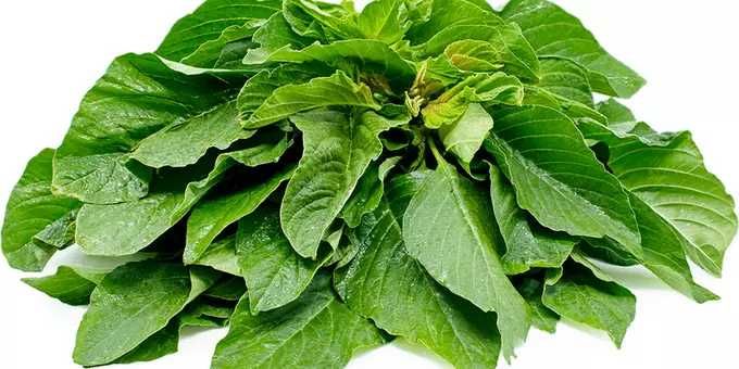 Green Leave (Bunch)